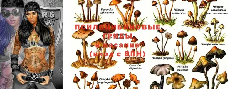 закладка  Кунгур  Галлюциногенные грибы MAGIC MUSHROOMS 